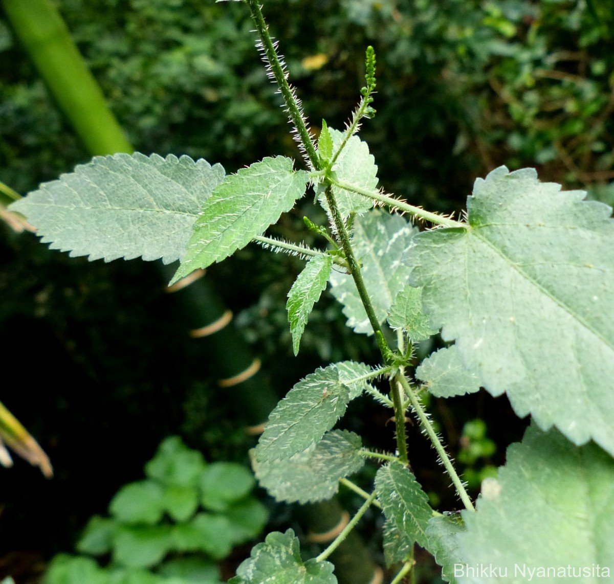 Tragia involucrata L.
